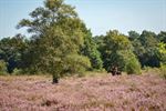 't Is augustus, de heide staat in bloei