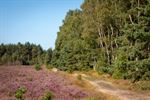 't Is augustus, de heide staat in bloei