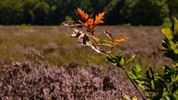 't Is augustus, de heide staat in bloei