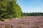 't Is augustus, de heide staat in bloei