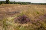 Plag- en chopperwerken op de Blekerheide