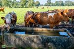 Op zoek naar koelte aan de Winterdijk