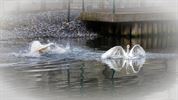 Het leven op en onder de Lommelse bruggen