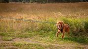 Schapen in de mooie natuur van de Blekerheide