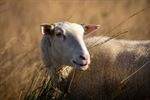 Schapen in de mooie natuur van de Blekerheide