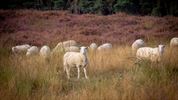 Schapen in de mooie natuur van de Blekerheide