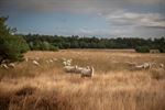 Schapen in de mooie natuur van de Blekerheide