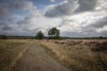 Schapen in de mooie natuur van de Blekerheide