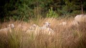 Schapen in de mooie natuur van de Blekerheide