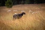 Schapen in de mooie natuur van de Blekerheide