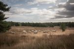 Schapen in de mooie natuur van de Blekerheide