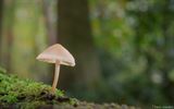 Op kousenvoeten het bos in