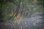 Een beetje mist, fotografen houden ervan