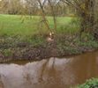 Bever(kolonie) actief aan de Dommel