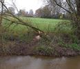 Bever(kolonie) actief aan de Dommel