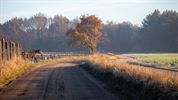 Goudbruine kleuren