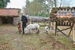 Kerststal van Raak Kattenbos straalt opnieuw