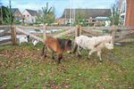 Kerststal van Raak Kattenbos straalt opnieuw