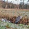 Vijf prachtige reigers in het Hageven