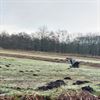 Vijf prachtige reigers in het Hageven