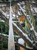 Vogelbuffet in de tuin