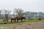 Stad Peer verkoopt paarden Breugelhoeve