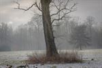 De eerste sneeuw, door de lens van Leon