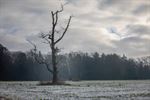 De eerste sneeuw, door de lens van Leon