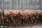 Plantactie voor een groener Nationaal Park Bosland