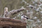 Een 'Aegithalos caudatus' in de Schansstraat