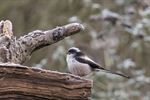 Een 'Aegithalos caudatus' in de Schansstraat