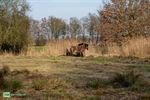 Twee paarden, 52 runderen en veel water