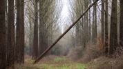 Het Lommelse 'bos van de dansende bomen'