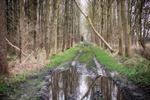 Het Lommelse 'bos van de dansende bomen'