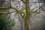 Het Lommelse 'bos van de dansende bomen'