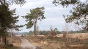 Het Lommelse 'bos van de dansende bomen'