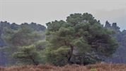 Het Lommelse 'bos van de dansende bomen'