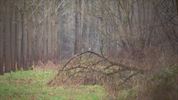 Het Lommelse 'bos van de dansende bomen'