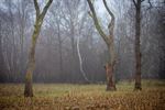 Het Lommelse 'bos van de dansende bomen'