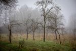 Het Lommelse 'bos van de dansende bomen'