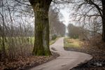 Het Lommelse 'bos van de dansende bomen'