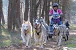 Belgisch Kampioenschap sledehonden in Lommel