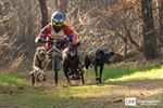 Belgisch Kampioenschap sledehonden in Lommel