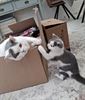 Lord-Luca en Madame Milou aan het werk