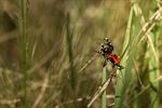 Lentevuurspin op de Startdag Natuurpunt Lommel