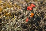 Lentevuurspin op de Startdag Natuurpunt Lommel