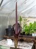 Een Amorphophallus in de Molenstraat
