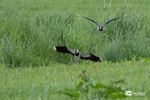 Zo vrij als een vogel op de Vloeiweiden