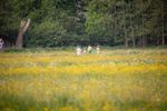 Frisgroene kleuren in de natuur