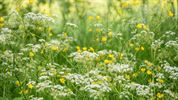 Frisgroene kleuren in de natuur
